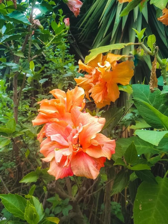 Apartment With Huge Deck Nestled In Marvelous Gardens - Nidos ラ・オロタバ エクステリア 写真